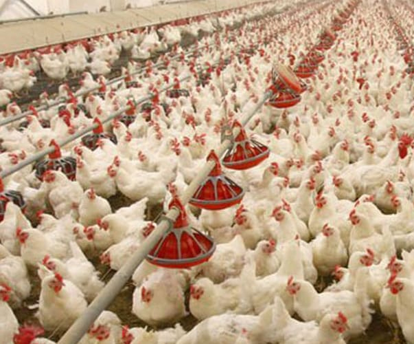 養鶏農場殺菌剤の種類と応用