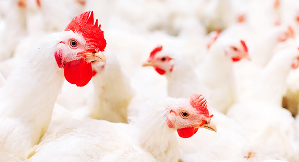 養鶏農場殺菌剤の重要性