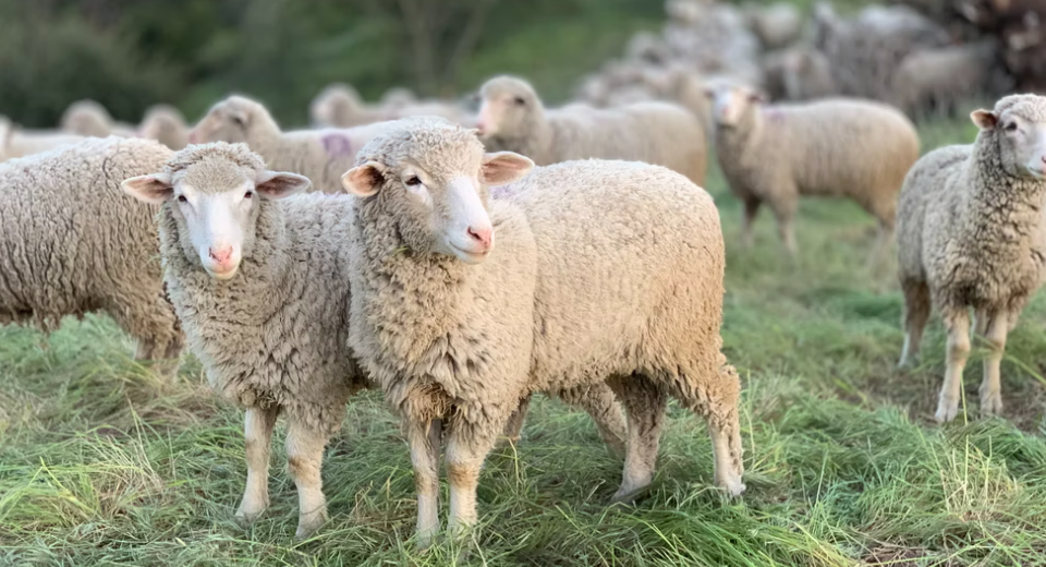 羊の消毒薬を使用するためのヒント