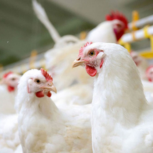 夏に家禽養殖の消毒をする方法？一般的な消毒薬は何ですか？